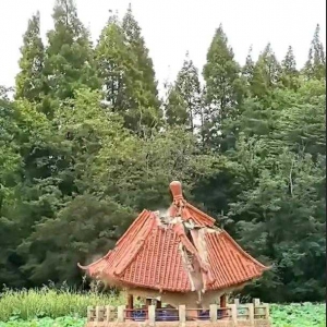 青島中山公園一涼亭突然垮塌！一年前剛完成修繕
